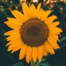 Фото профиля 🌻°•🌤♧ ToEi ♧🌤•°🌻