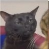 pippin 🫒🍉 profil fotoğrafı