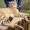 الفهد 🐆's profile picture