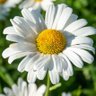 Daisy profil fotoğrafı