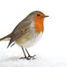 Profilbild von Erithacus rubecula