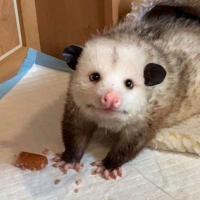 Reese_Reeves's profile picture