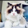 Gaty🇺🇸 profil fotoğrafı