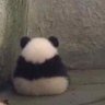 nemophilist's profile picture