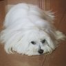 Gosgocat's profile picture