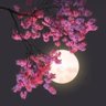 صوب الشمال's profile picture