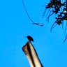 Ziit_Zitoune profil fotoğrafı