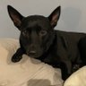 piggy's profile picture