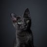 Фото профиля Miko