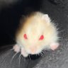 Profilbild von tiranius