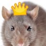 Фото профиля The Rat King