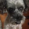 愛犬は肉球新党天国支部 profil fotoğrafı