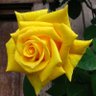 Amitta Agarwal's profile picture