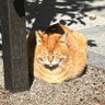 しんちゃん 的头像