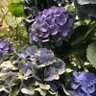 Фото профиля ハルタ