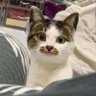 하조대's profile picture