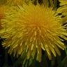 Dandelion profil fotoğrafı