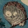 Echo Owl profil fotoğrafı