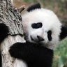 Фото профиля Chinese people abuse animals