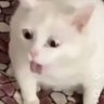 OG orange county meow's profile picture