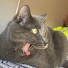 Gato gris 🩶 profil fotoğrafı