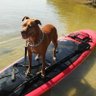 Dexterdog's profile picture