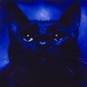 Profilbild von microwiko