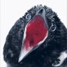 formgiving's profile picture