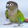 green cheek conure 的头像