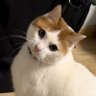 RIKUうどん 的头像