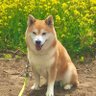 柴犬ももちゃん profil fotoğrafı