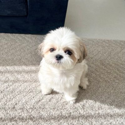 ぴ's profile picture