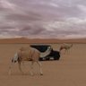 Фото профиля مخاوي الذيب