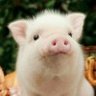 Profilbild von ccc520