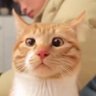 吐了啊aa's profile picture