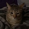 NPCleader's profile picture