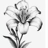Lily profil fotoğrafı