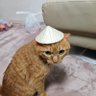 yae178 profil fotoğrafı