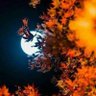 janggo17 profil fotoğrafı