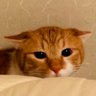 Profilbild von mico。