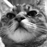 Profilbild von 猫部長