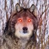 Фото профиля Wolf 🐺