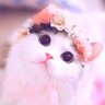 Profilbild von ややりり