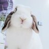 Profilbild von わたがしうさぎのめるち