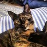 ごまめ@ロックンロール以外は全部猫🐈's profile picture