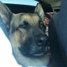 yasam hirsizi 的头像