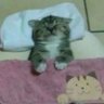 mercilessbandit profil fotoğrafı