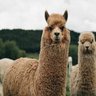 Almendra profil fotoğrafı