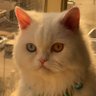 om fahad profil fotoğrafı