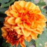 dahlia 🇺🇦 🇺🇸 profil fotoğrafı